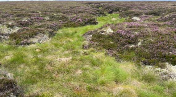 Moorland scene